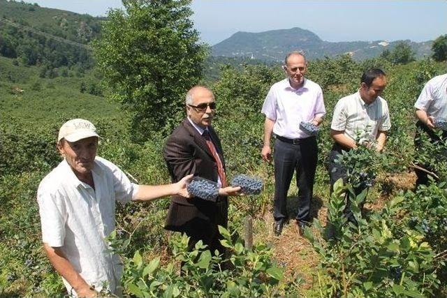 Vali Karahan'dan Mavi Yemiş Ve Elma Üretimine Destek