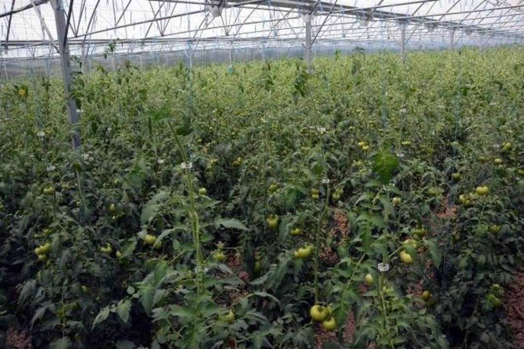 Doğu Karadeniz B&ouml;lgesi&rsquo;nin En B&uuml;y&uuml;k Serası Trabzon'da Kuruldu