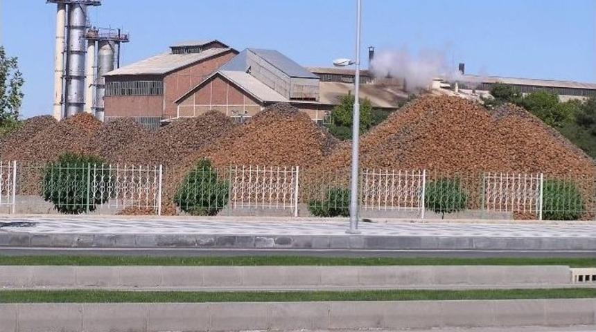 Malatya Şeker Fabrikası&rsquo;nda 250 Bin Ton Pancar İşlenecek