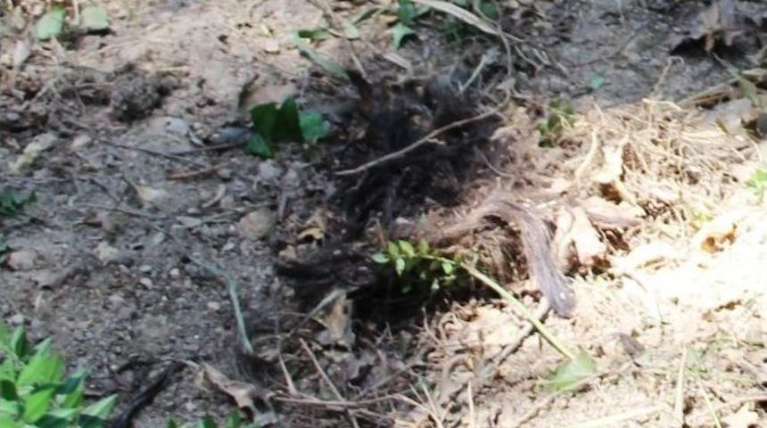 Bakire Olmadığını &Ouml;ğrenince Sevgilisini Boğarak &Ouml;ld&uuml;rd&uuml;ğ&uuml; İddiası