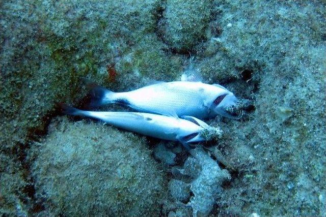 Antalya’da Zehirle Balık Katliamı 1