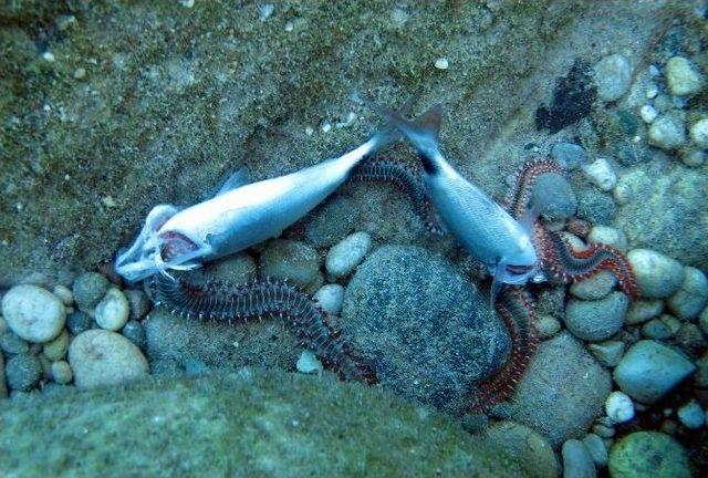 Antalya’da Zehirle Balık Katliamı 2