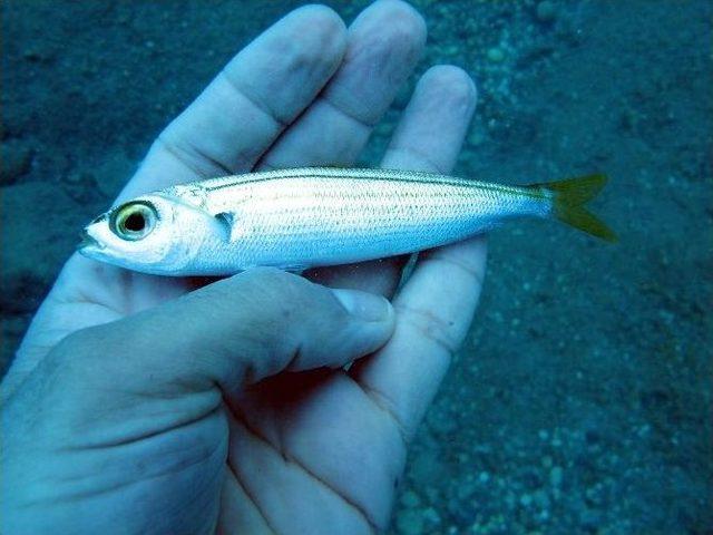 Antalya’da Zehirle Balık Katliamı 3