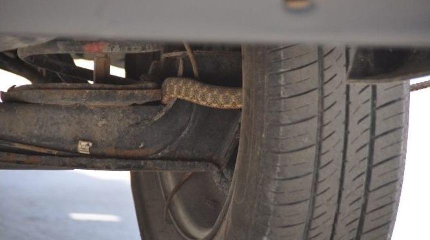 Sıcaktan Bunalan Yılan Arabaya Gizlendi