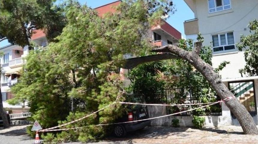 &Ccedil;am Ağacı Otomobilin &Uuml;zerine Yıkıldı