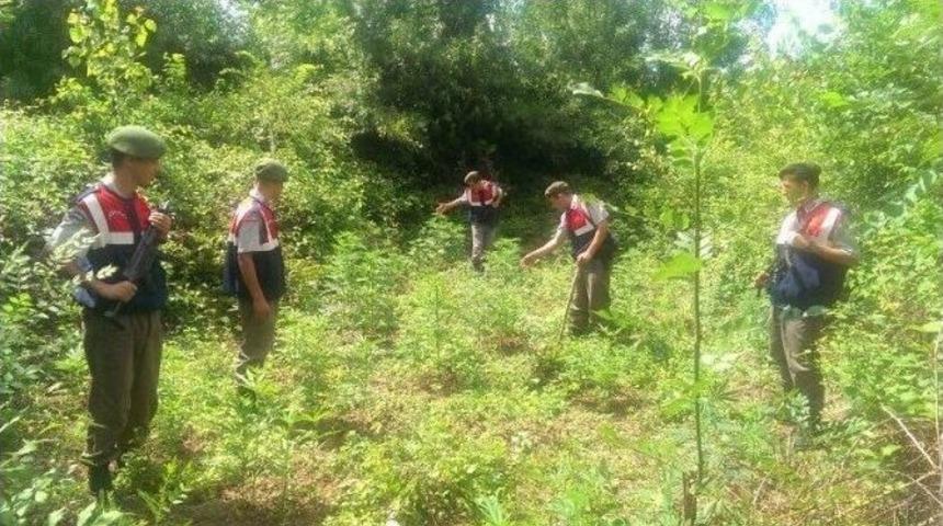 Ormanlık Alanda 300 K&ouml;k Kenevir Bulundu