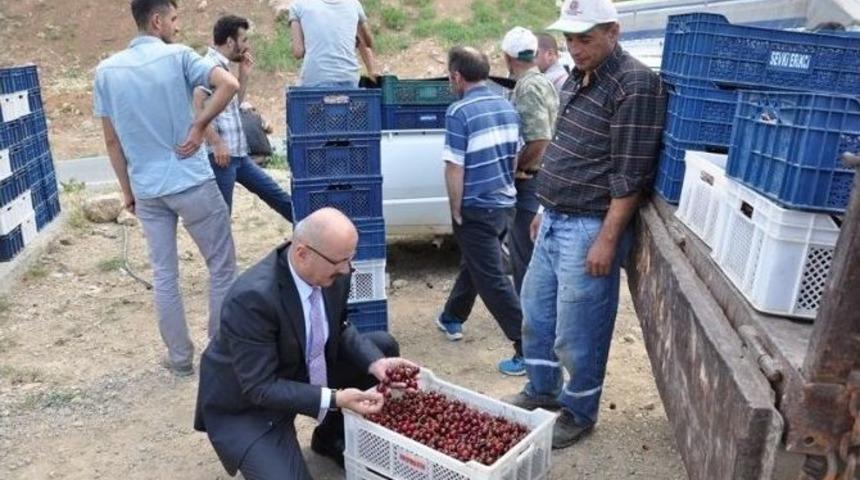 Sarıveliler&rsquo;de Kiraz Hasadı Başladı