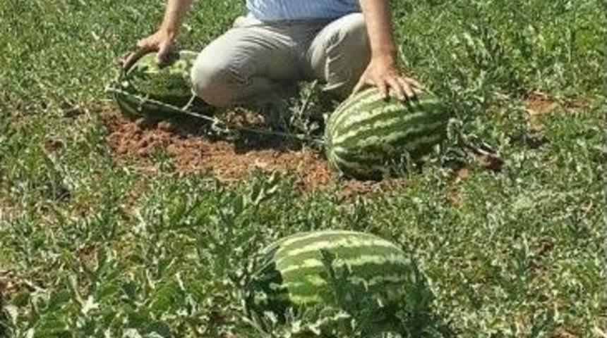 Kilis Karpuzu &Ccedil;ıktı, Fiyatlar Ucuzladı