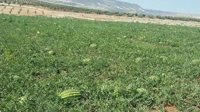 Kilis Karpuzu Çıktı, Fiyatlar Ucuzladı