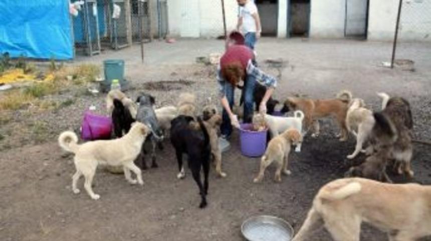 Aydın&rsquo;da Sokak Ve Doğa Hayvanları İ&ccedil;in &Uuml;&ccedil;l&uuml; İşbirliği