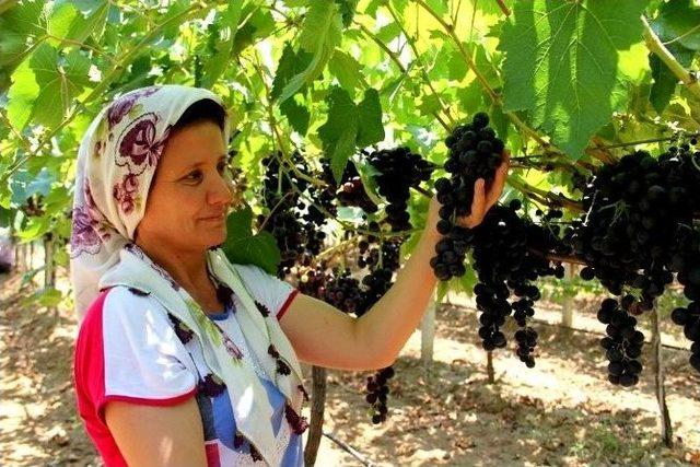 Sarıgöl’de Sıcak Altında Üzüm Hasadı