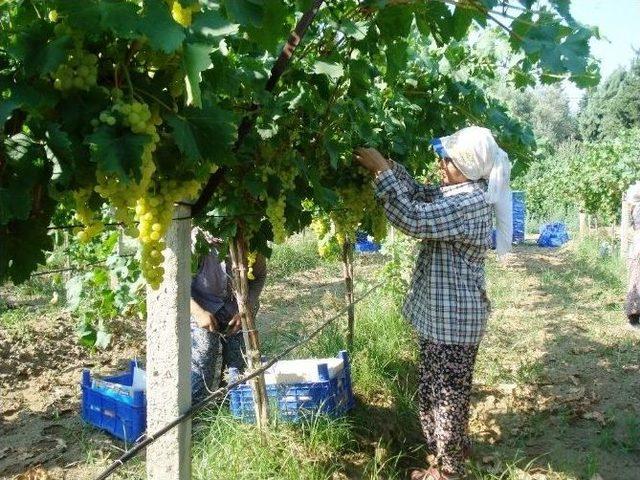 Sarıgöl’de Sıcak Altında Üzüm Hasadı