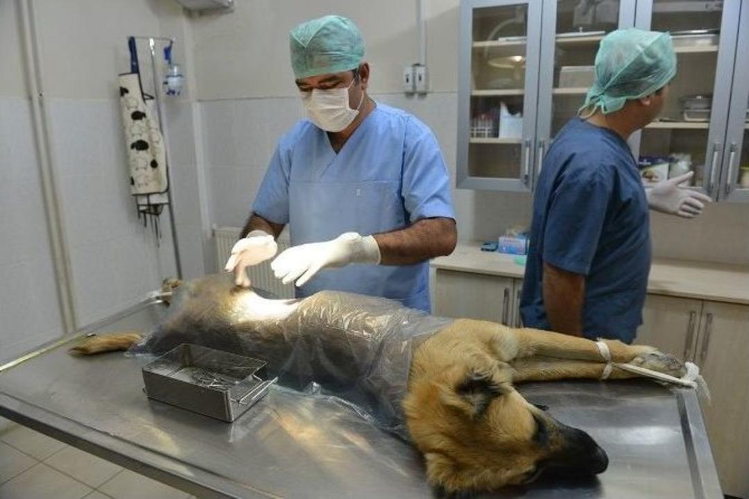 Hayvan Dostu &Ccedil;iğli Belediyesi