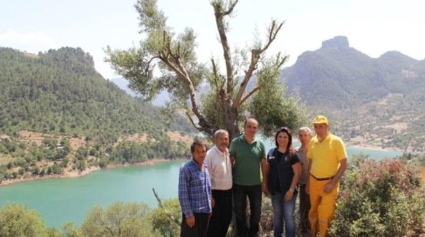 Ormancılardan Zeytin Atağı