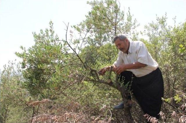 Ormancılardan Zeytin Atağı