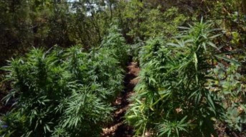 Hatay&rsquo;da Uyuşturucu Operasyonu