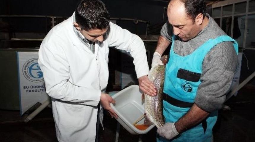 Atat&uuml;rk &Uuml;niversitesi&rsquo;nde Balık Sağım İşlemi