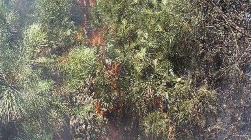 Tutuşan Otlar &Ccedil;am Ağa&ccedil;larını Yaktı