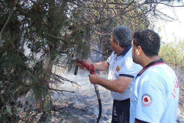 Tutuşan Otlar Çam Ağaçlarını Yaktı