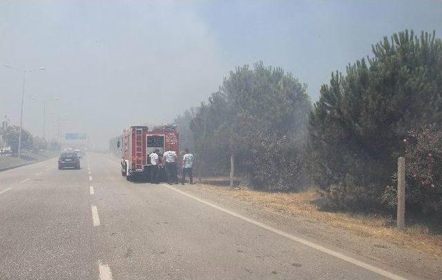 Tutuşan Otlar Çam Ağaçlarını Yaktı