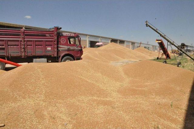 Buğday Fiyatları Çiftçiyi Memnun Etti