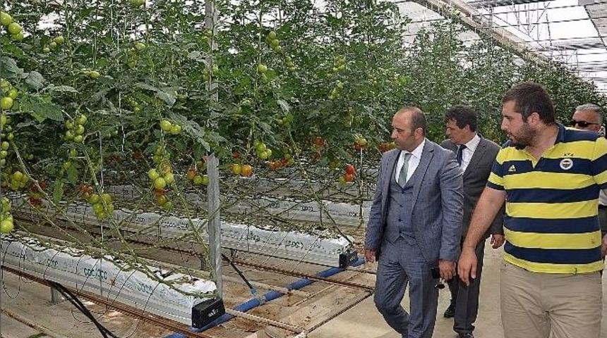 Afyonkarahisar Gıda, Tarım Ve Hayvancılık İl Müdürü Hüseyin Arap İşletmelerin Faaliyetlerini Yerinde Gördü