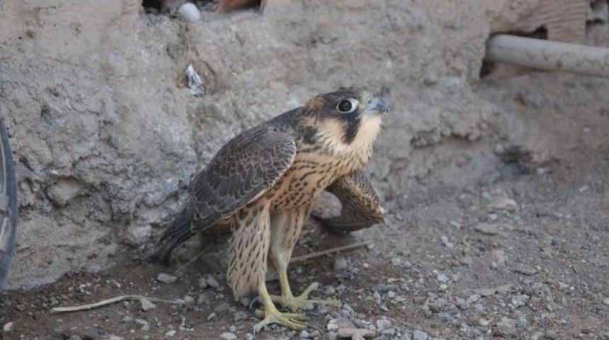Yaralı Şahinin Tedavisi İ&ccedil;in Yardım Bekliyor