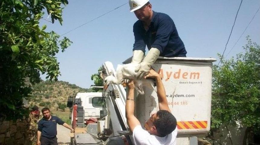 &Ccedil;ine&rsquo;de Mahsur Kalan Leylekler Kurtarıldı