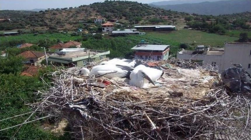 Anneleri &Ouml;l&uuml;nce Yuvada Mahsur Kalan Leylekler Kurtarıldı