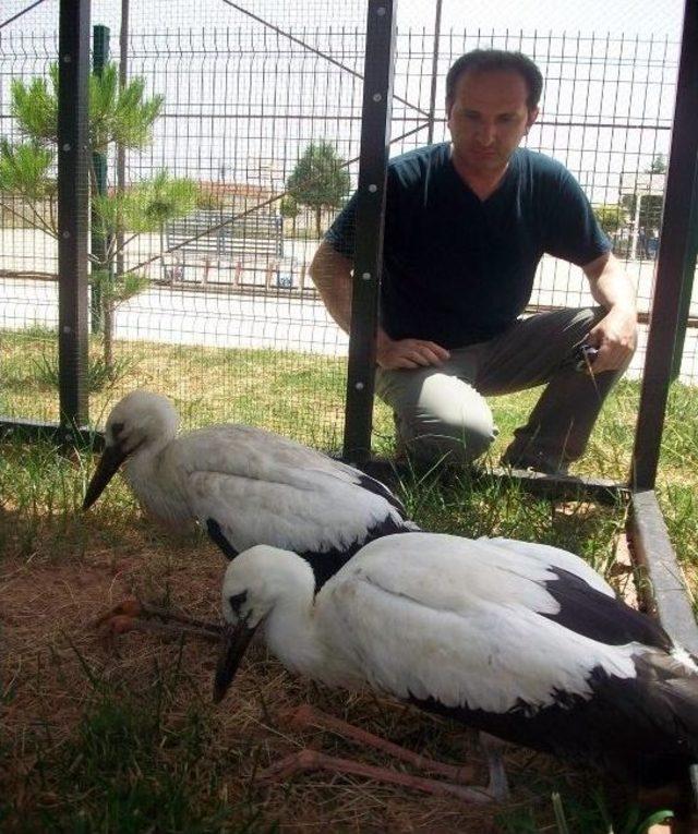 Anneleri Ölünce Yuvada Mahsur Kalan Leylekler Kurtarıldı