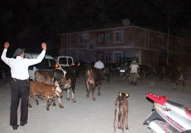 Tokat’ta 50 Ton Saman Alevlere Teslim Oldu