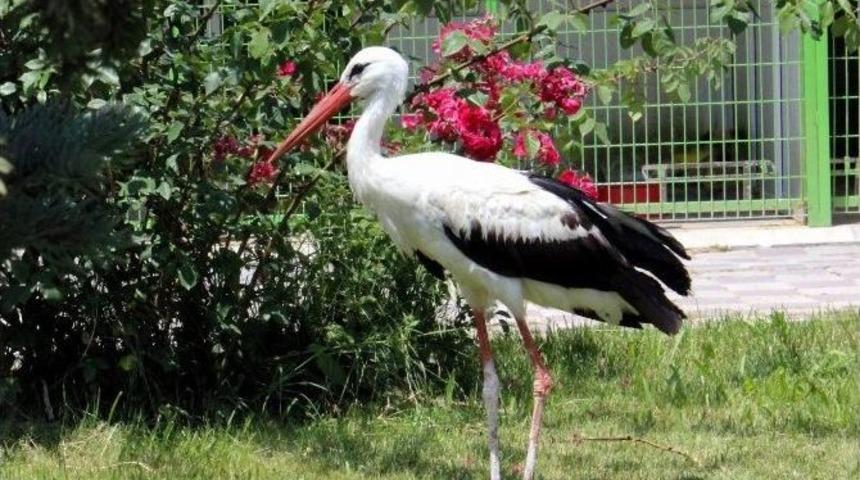 Yaralı Leylek G&ouml;&ccedil; Etmek İ&ccedil;in Antrenman U&ccedil;uşlarına Başladı