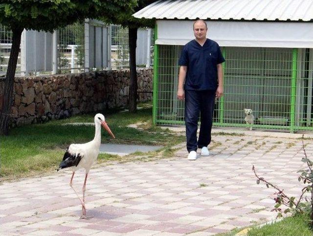 Yaralı Leylek Göç Etmek İçin Antrenman Uçuşlarına Başladı