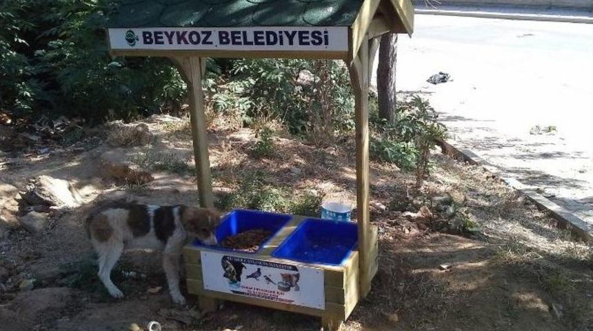 Beykoz&rsquo;da Hayvanlar İ&ccedil;in &lsquo;besleme Noktaları&rsquo; Kuruldu