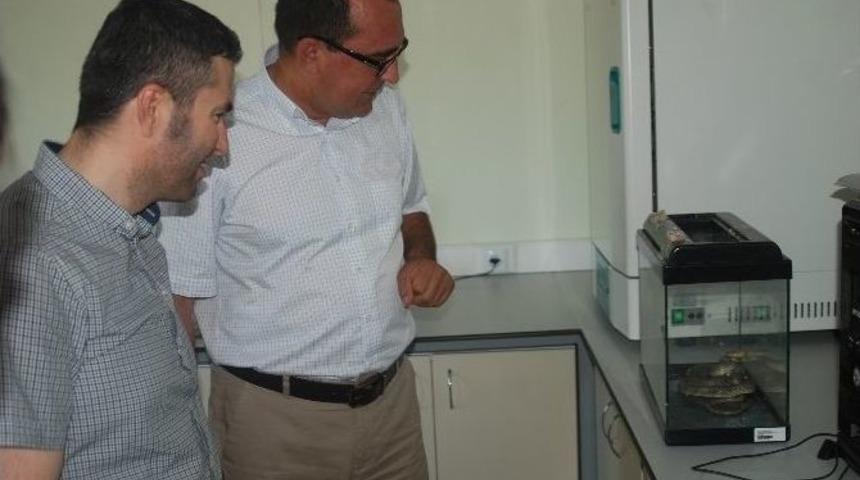 Yakalanan Yılan Bilecik Şeyh Edebali &Uuml;niversitesi'ne Teslim Edildi