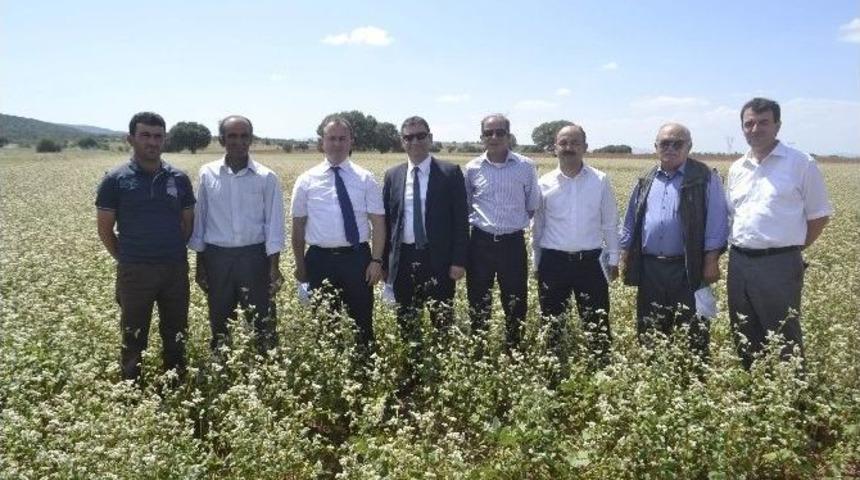 Konya&rsquo;da Karabuğday Ve Soya Fasulyesi &Uuml;retimi Yaygınlaştırılacak