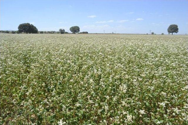 Konya’da Karabuğday Ve Soya Fasulyesi Üretimi Yaygınlaştırılacak