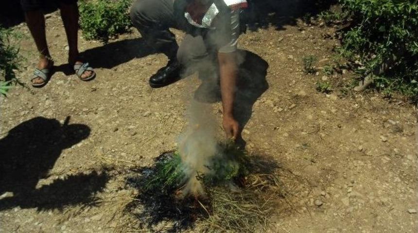 Kaş'ta 11 Kilo Esrar Ele Ge&ccedil;irildi