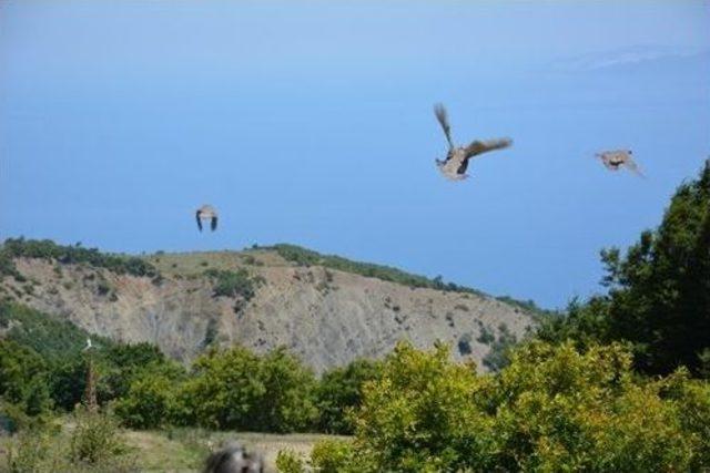 Tekirdağ’da 500 Keklik Doğaya Salındı