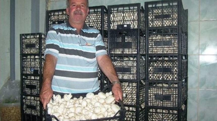 Korkuteli&rsquo;de Mantar &Uuml;retimi D&uuml;şt&uuml;