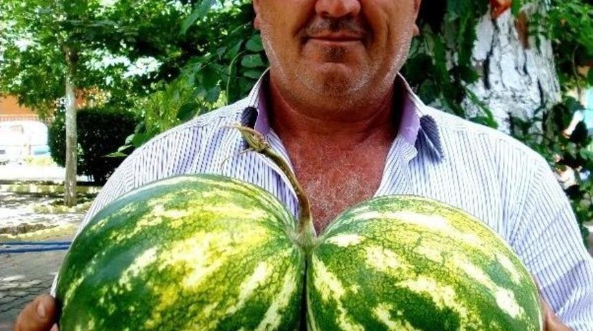 Sarıg&ouml;l&rsquo;de İkiz Karpuz İlgi Uyandırdı
