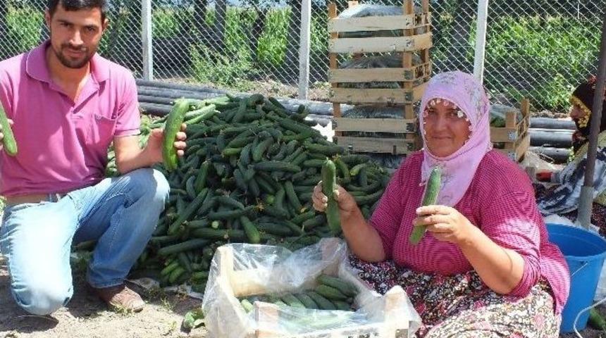 Niksar&rsquo;da Seracılık Gelişiyor