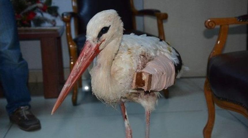 Yaralı Leyleği Hayvansever Tedavi Etti