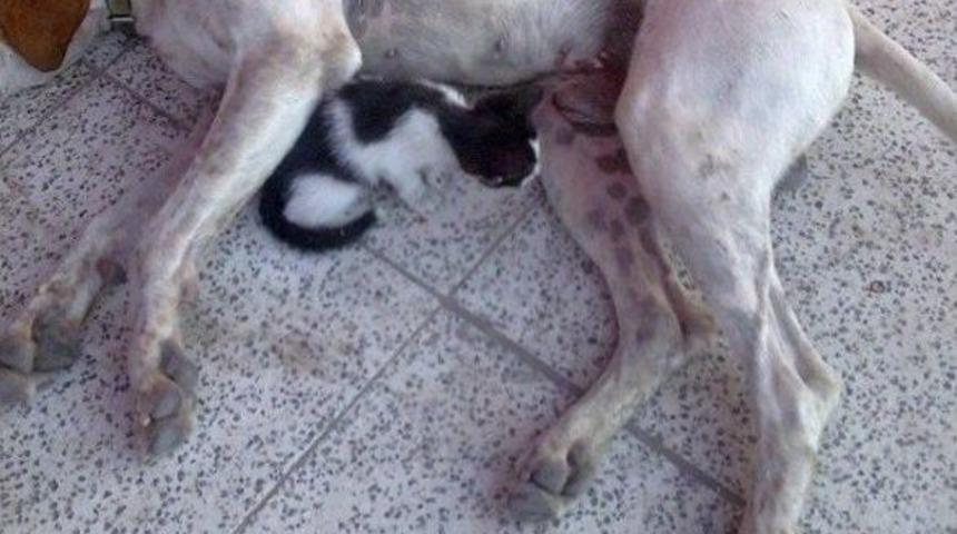 Yavru Kediye K&ouml;pek Babalık Yapıyor