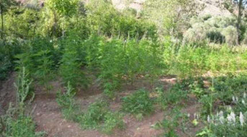 Suşehri'nde Jandarma 70 K&ouml;k Dişi Hint Keneviri Ele Ge&ccedil;irdi