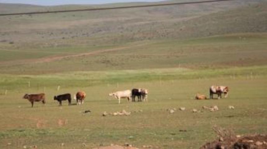 Mağdur Aileye İnek Ve Dana Yardımı