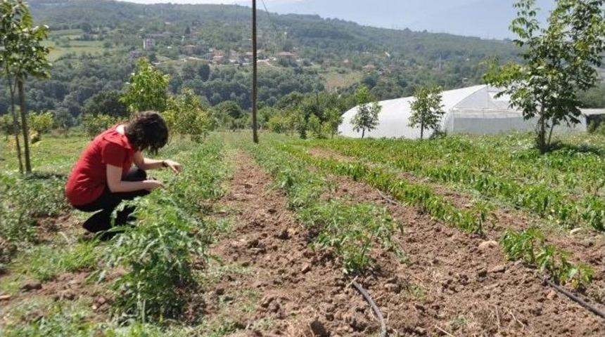 Kartepe, Ekok&ouml;y&rsquo;de Dağıtılan Fideler Ekildi