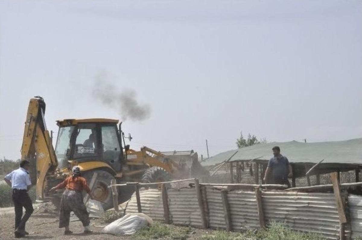 Belediye Zabıtasından Koyun Ağıllarına Operasyon