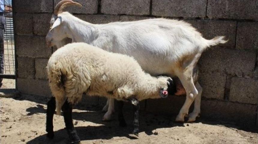 Bu Ke&ccedil;i Hem K&ouml;peğe Hem De Kuzuya Annelik Yapıyor