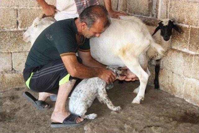 Bu Keçi Hem Köpeğe Hem De Kuzuya Annelik Yapıyor